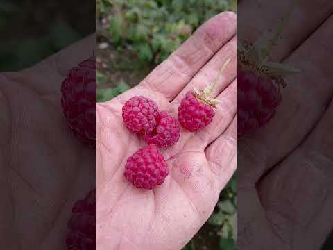 Видео: Наша малина станом на 17 жовтня.