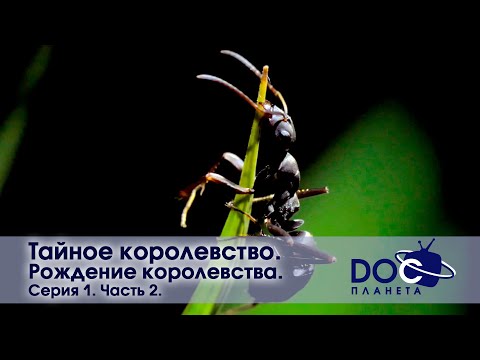 Видео: Тайное королевство - Серия 1. Рождение королевства. Часть 2 -  Документальный фильм
