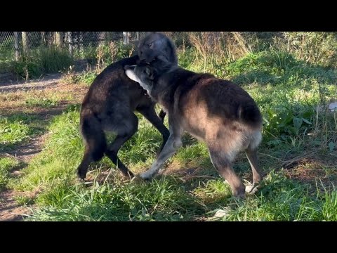 Видео: Игра Волков -Черника и Акела. Идиллия котиков. Все питомцы парка.