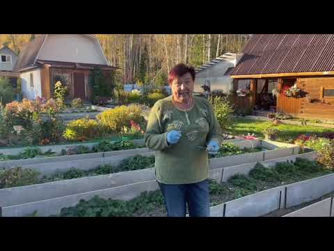 Видео: ЧЕСНОК И ЛУК ПОД ЗИМУ.ПРОСТОЙ МЕТОД