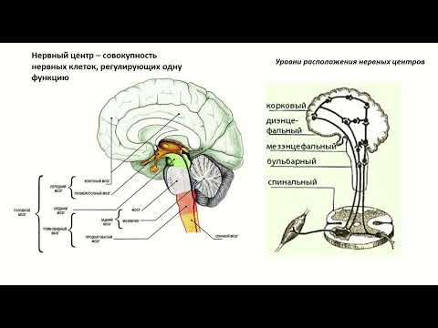 Видео: Физиология нервной системы.  Нервные центры.