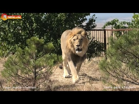 Видео: И снова здорова 😁 Львы Руслан, Султан и Гирей. Тайган. Lions life in Taigan.