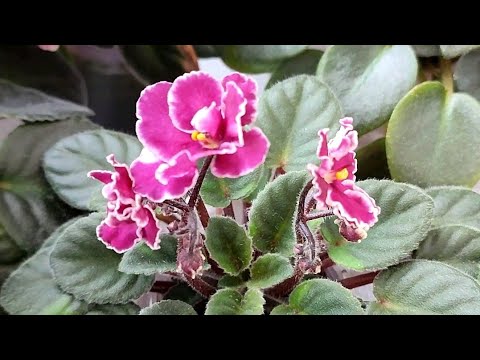 Видео: Коллекция минифиалок. Обзор часть 1