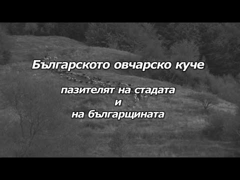 Видео: Българското овчарско куче - пазителят на стадата и на българщината