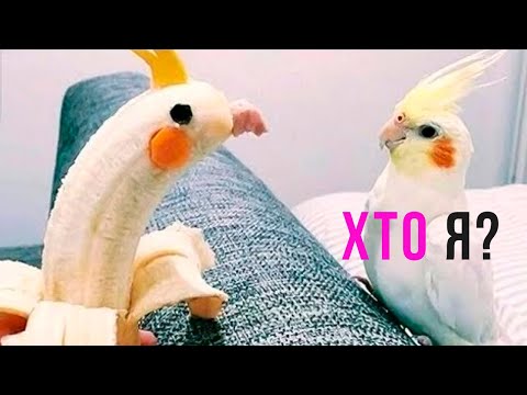 Видео: Приколы с попугаями. КТО Я? | Мемозг #420
