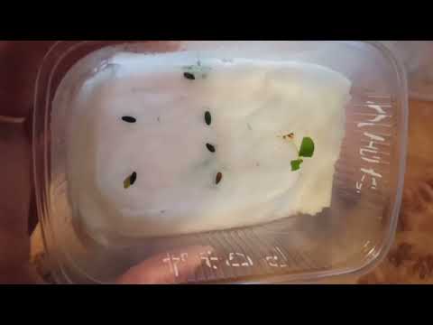 Видео: 💁 Семена ПЕЛАРГОНИИ на салфетке,всходят на третий день🌼🌼🌼