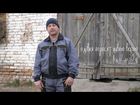 Видео: Годівля поросят живою вагою від 12 до 30 кг.