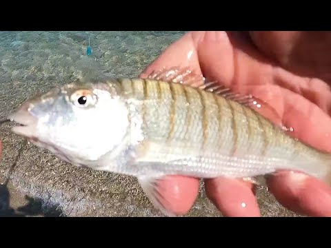 Видео: Риболов в Гърция.Пролетно откриване