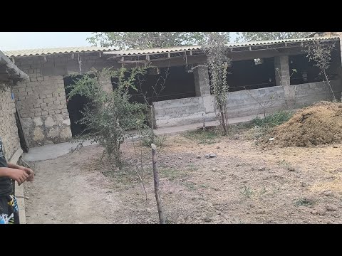 Видео: ХОНАИ ФУРУШИ НОМЕР 939223594 НАВОРИ ТОЗА 30 СЕНТЯБРЯ 2025