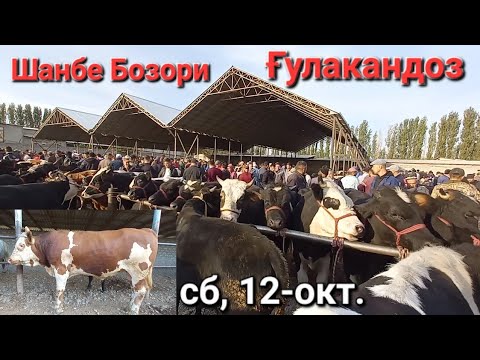 Видео: Шанбе Бозори Ғулакандоз 12-окт.нарху навои Буқачаҳои майда ва калон Буқаҳои зоти СИМЕНТАЛ,ГЕРЕФОРД