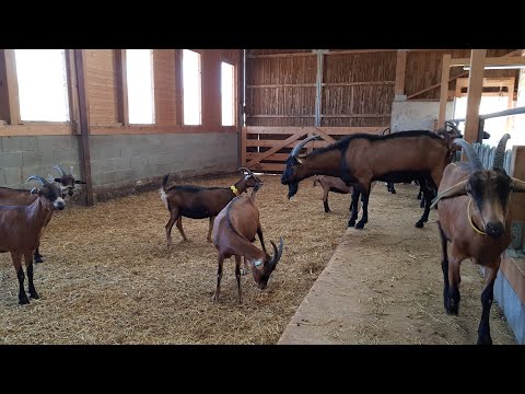 Видео: Молозиво // Шишка на шее // Коза не пьёт воду