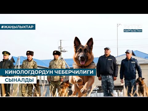 Видео: КИНОЛОГДОРДУН ЧЕБЕРЧИЛИГИ СЫНАЛДЫ