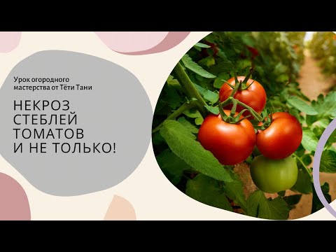 Видео: Некроз стеблей ТОМАТОВ и других растений.