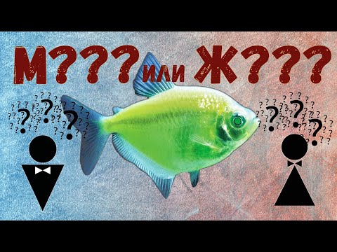 Видео: Как отличить самку от самца у Тернеций Глофиш (GloFish)