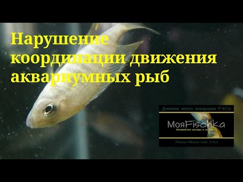 Видео: Нарушение координации движения у аквариумных рыб. Малавийские цихлиды