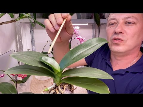 Видео: КОРНИ ОРХИДЕИ после ЧЁРНОЙ ГНИЛИ, ИТОГ как орхидея фаленопсис и каттлея чувствуют себя