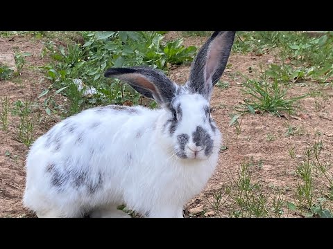 Видео: Обзор кроликов🐇🎀