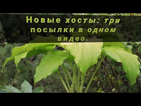 Видео: Новые хосты - кусочки счастья