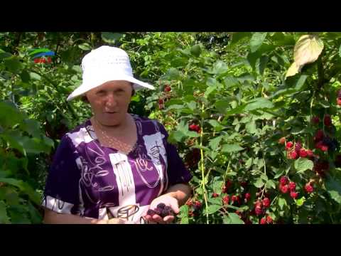 Видео: "Ежемалина"