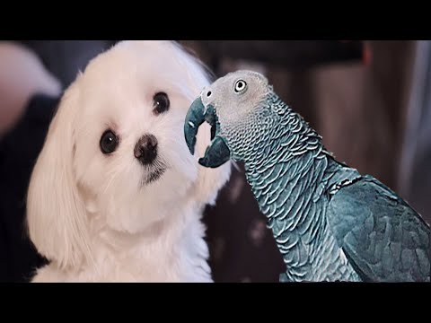 Видео: Жако Петруня кошмарит мальтийскую болонку (Чуби) (1 часть  )😱Jaco Petrunya trolls Maltese lapdog