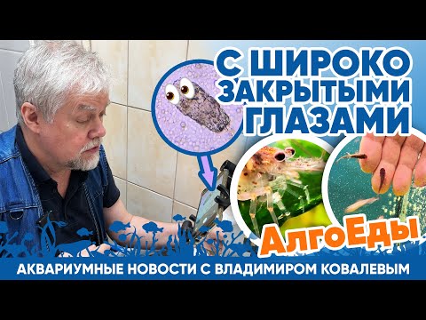 Видео: Новости аквариумного магазина с Владимиром Ковалевым (03.05.2024). С широко закрытыми глазами.