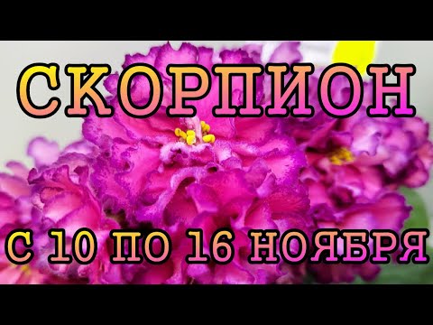 Видео: СКОРПИОН таро прогноз на неделю с 10 по 16 НОЯБРЯ 2025 года