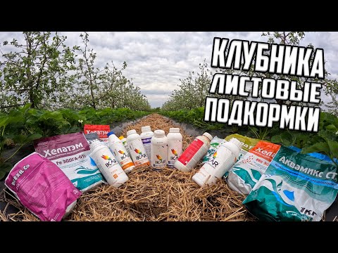 Видео: КЛУБНИКА листовые подкормки