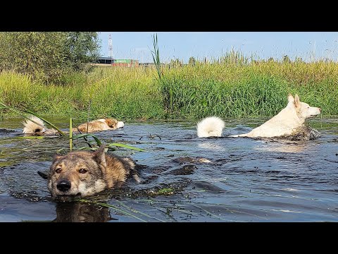 Видео: На старом месте с лайками