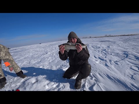 Видео: Рыбалка на жерлицы зимой | Ловля судака 2025