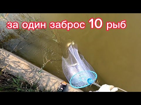 Видео: 10 рыб за один заброс. Кастинговая сеть рыбалка