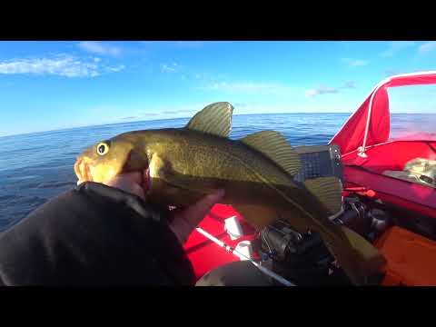 Видео: Рыбалка на Белом море.Камбала.Треска.