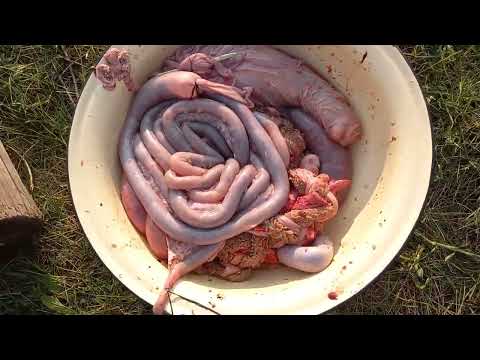 Видео: Барисаан - визитная карточка с.Новоленино Нукутского района Усть-Ордынского бурятского округа.