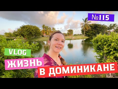 Видео: Собираю авокадо прямо с дерева | Том и Джерри в Доминикане