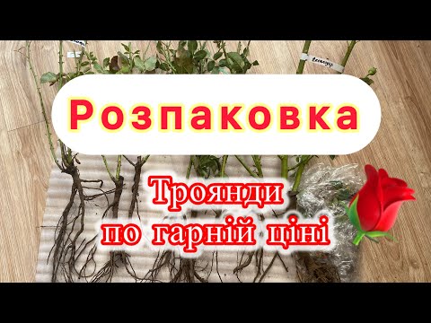 Видео: Троянди по супер ціні! Перше замовлення троянд 2025. Новий продавець, хороші враження!