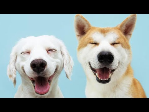 Видео: 🤯🤣 Экстремальный собачий провал! 🔥 Челлендж «Попробуй не засмеяться» 🤯🤣