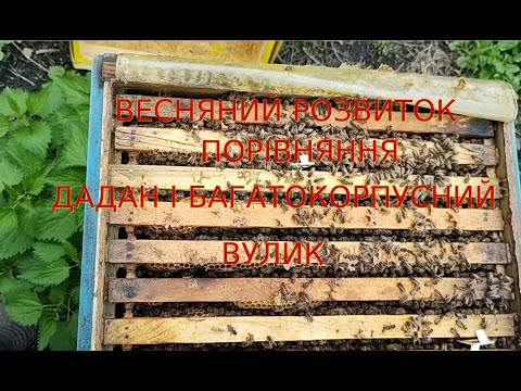 Видео: Весняний розвиток сімей, порівняння дадан і багатокорпусний вулик