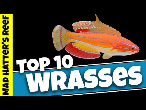 Видео: 10 самых безопасных для рифов губанов