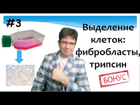 Видео: Выделение клеток: фибробласты, трипсин.
