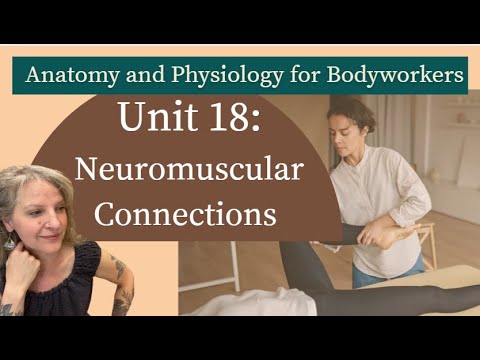 Видео: Модуль 19: Нейромышечная терапия | Рефлексы, триггерные точки и методы лечения | Подготовка к MBLEx