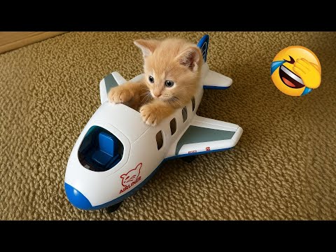Видео: Приготовьтесь смеяться! 😂 Самые смешные собаки и кошки 😹🐶 Часть 9