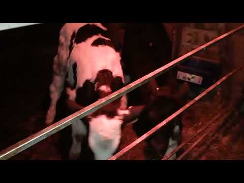 Видео: прикупил мясных телят...