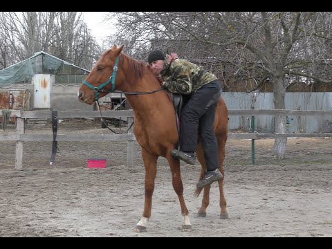 Видео: Заездка молодого жеребца. Часть 1.
