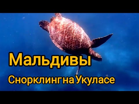 Видео: Мальдивы. Снорклинг на острове Укулас.