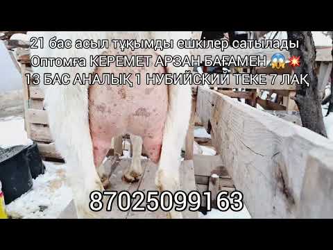 Видео: ӨТЕ АРЗАН БАҒАМЕН БІР ҚОРА АСЫЛ ТҰҚЫМДЫ ЕШКІЛЕР САТЫЛАДЫ 87025099163😱💥