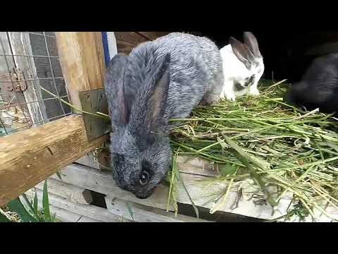 Видео: Кролики- САНІТАРНИЙ ДЕНЬ- прибирання, вакцинація, переселення...