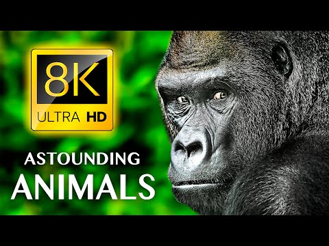 Видео: ПОТРЯСАЮЩИЕ ЖИВОТНЫЕ 8K ULTRA HD