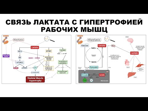 Видео: лекция: СВЯЗЬ ЛАКТАТА С ГИПЕРТРОФИЕЙ РАБОЧИХ МЫШЦ
