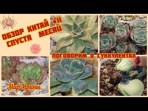 Видео: #мояколлекция Обзор Китай ●11 спустя месяц ●☆▪︎☆▪︎☆