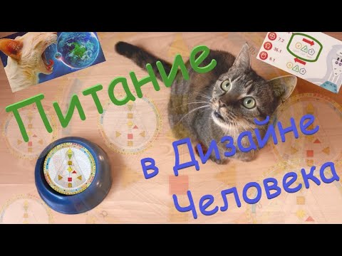 Видео: Питание в Дизайне человека, часть 1. Мозг и тело