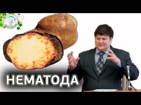 Видео: ВРЕДИТЕЛЬ НЕМАТОДА. Борьба с нематодой.
